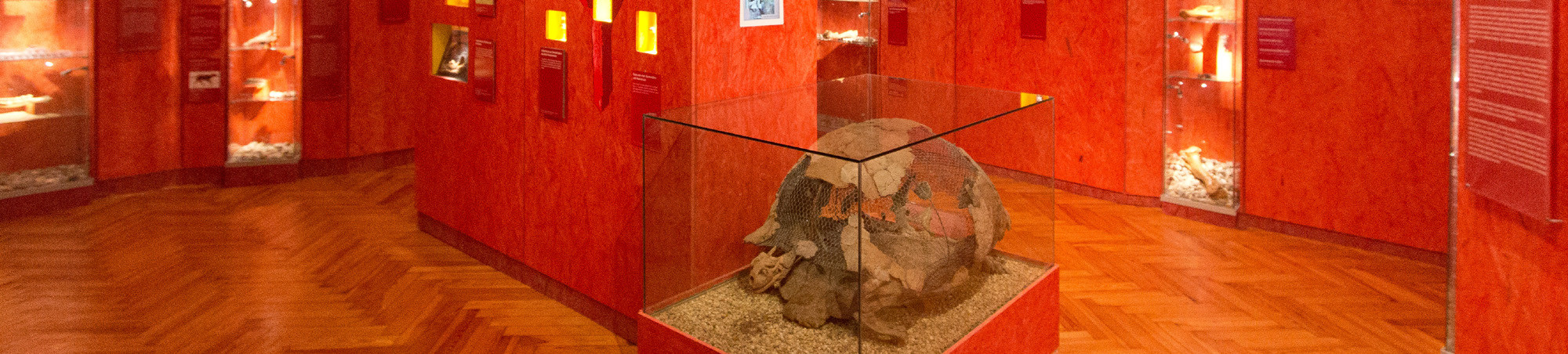 Blick in die Paläontologische Ausstellung mit fossilen Funden. Im Vordergrund das rekonstruierte Skelett einer Risenschildkröte.
